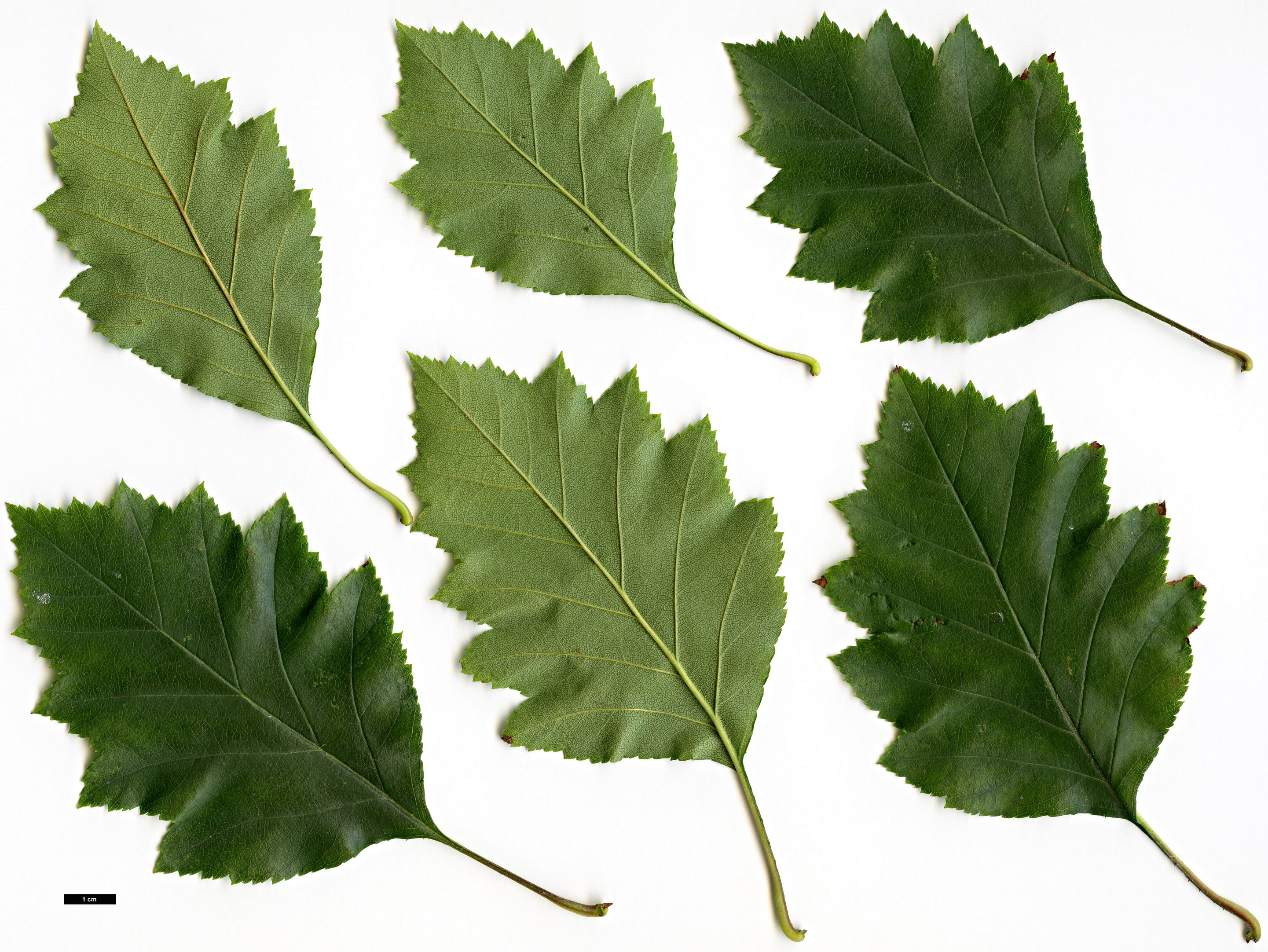 High resolution image: Family: Rosaceae - Genus: Crataegus - Taxon: intricata - SpeciesSub: var. fortunata